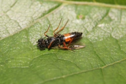 Emphytus calceatus